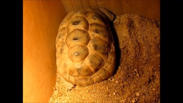 Сухопутные Черепахи, Размножение.Greek tortoise, breeding. Спаривание, кладка яиц, инкубация смотреть онлайн