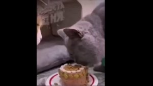 ?Смешная озвучка животных?#3