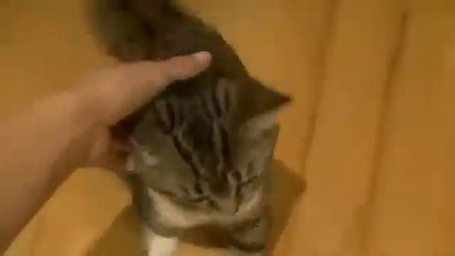 Мурлыкающий киса