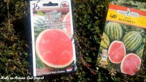 Обзор бахчи. Лучший сорт арбуза. Рецепт маринованных арбузов с томатами.