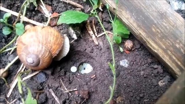 Виноградная улитка и интересные факты о ней