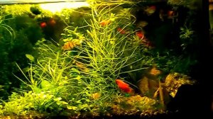 #Aquarium. Бриллиантовая тетра. Moenkhausia pittieri.