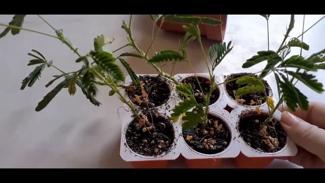 Мимоза от посева до цветения!