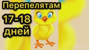 Перепелятам 17-18 дней