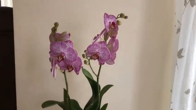 ОРХИДЕЯ "ЛЕДИ МАКБЕТ" смотреть онлайн