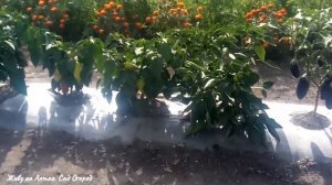 ●О ПОЛИВЕ НА ПЛЁНКЕ/ ТОМАТЫ/БАКЛАЖАНЫ/ПЕРЦЫ/АРБУЗЫ