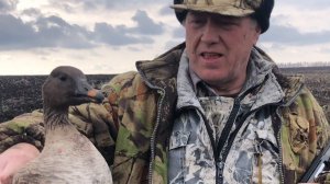 "Лечение таёжного гуменника" Охота на гуся в Саратовской области