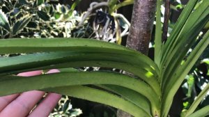 Ванды на улице при низких температурах