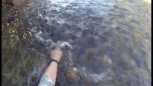 НЕРЕСТ КРАСНОПЕРКИ 2