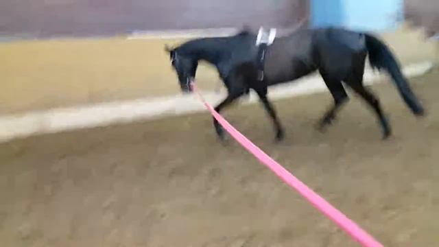 Инталия на корде, рысь смотреть онлайн