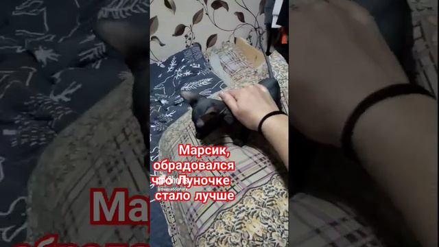 Сладкая парочка  Лу'не стало лучше#канадскийсфинкс #котята #cats #котята