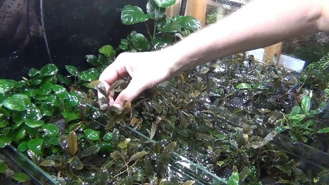 Аквариумные растения. Буцефаландры. Закончили этот год !! смотреть онлайн