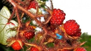 Малина пурпурноплодная японская (rubus) ? малина японская обзор: как сажать саженцы малины японская