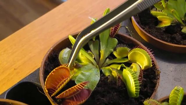 Кормим Венерину Мухоловку смотреть онлайн