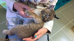 У котёнка рыси заболел животик