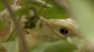 Желтопузик - ящерица без ног | Film Studio Aves