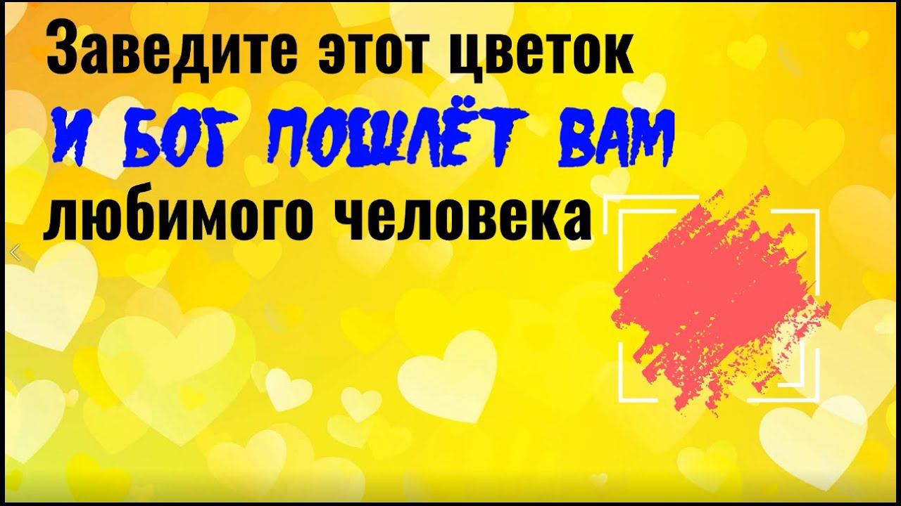 Заведите этот цветок и бог пошлёт вам любимого человека. Медитация на любовь