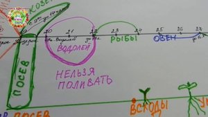 Как посадить 19 июня кустовые огурцы. Технология посадки. Когда высадить рассаду огурцов в грунт
