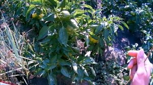 АТМОСФЕРНОЕ ЭЛЕКТРИЧЕСТВО .  ЭЛЕКТРОГРЯДКА - 3