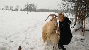 коза и козел. спаривание . Роза . козлу 4 года. зааненский. #козел #коза #зааненский