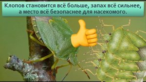 Зеленый клоп вонючка. Смотреть в противогазе, его  ненавидят все дачники России и СНГ