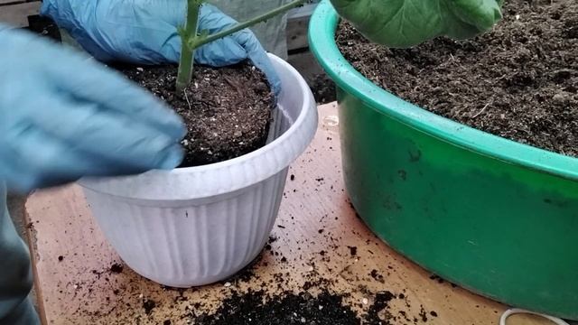 #301.Выращивание гибридной пеларгонии на примере Ю-Мерлезон 2. Увеличение объёма.Формировка.