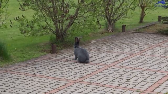 Кролик Фламандский гигант / Фландр голубого окраса из Голландии