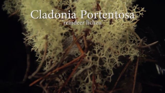 Lichens of the Pacific Northwest Bioregion смотреть онлайн