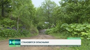 Медведь задрал женщину