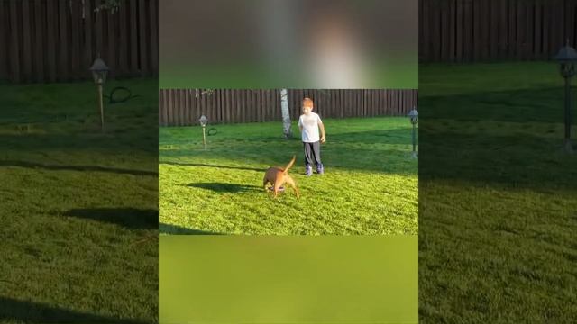 Самый балдежный #бультерьер. #лето #отдых #bullterrier #дача