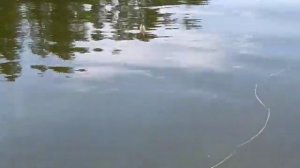 Эхолот Практик 4 про 2 лето ловля в отвес с лодки