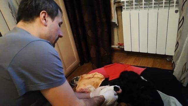 Русский спаниель. Роды у собаки. смотреть онлайн