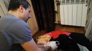 Русский спаниель. Роды у собаки.