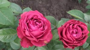 РОЗА 4-х ВЕТРОВ (Rose des 4 Vents), Delbard Франция, 2005 г. Флорибунда (Floribunda)