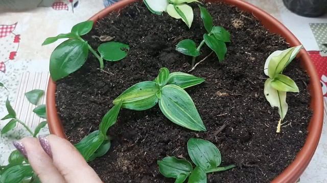 ? Черенкую традесканцию? Высаживаю в кашпо? смотреть онлайн