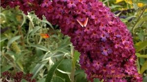 Буддлея давида Ройал Ред (buddleja davidii) ? Ройал Ред обзор: как сажать, саженцы буддлеи Ройал Ре
