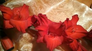 Легенды о гладиолусах.