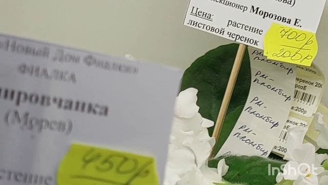 НОВИНКИ/Январь 2023/Выставка фиалок#фиалки#выставка#домфиалок#москва#
