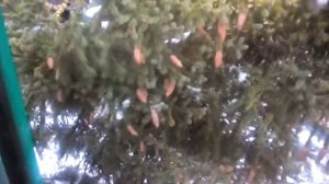 Собираю еловые шишки.