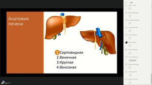КТ живота для начинающих диагностика заболеваний печени и желчевыводящих путей