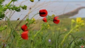 Тюльпан Шренка. Крым. Заповедник Опук
