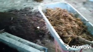 Рассадник под рассаду помидор.