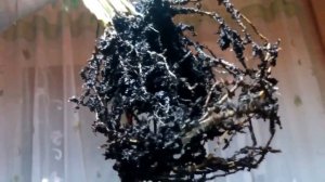 Пальма Арека-1. Похожа, или – это Хамедорея? Молодые побеги, пересадка в грунт для Пальмовых