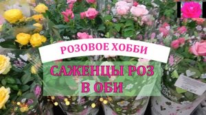 За саженцами роз в Садовый рай ОБИ