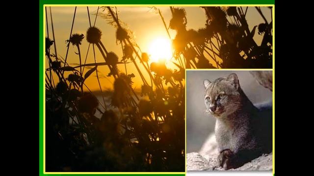 Мордовский Государственный заповедник им. П.Г. Смидовича смотреть онлайн