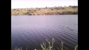 ловля толстолобика на самодельный технопланктон.Silver Carp.mp4