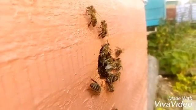 Привес 7 кг за день. Карпатка в работе. 23 июля. Весы за сто смотреть онлайн