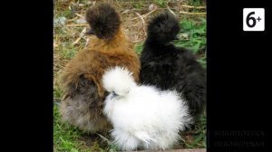 Удивительные соседи. Китайская шелковая курица. Ч.2