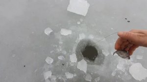 Маныч 2020-2021,первый лед. ловля на жерлицы.