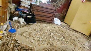 Кошачьи игры. Молодой котёнок Кузя стал хозяином на участке и прогнал чужого кота.